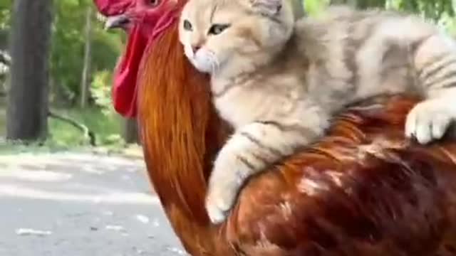 People can love animals, but why don't animals love each other?