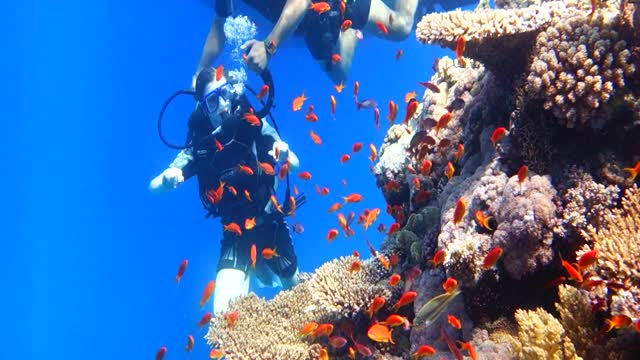 diving in the red sea