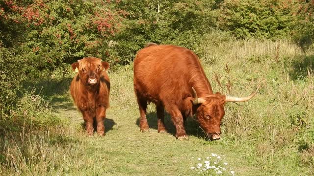 Cow Cattle Mammal 2022