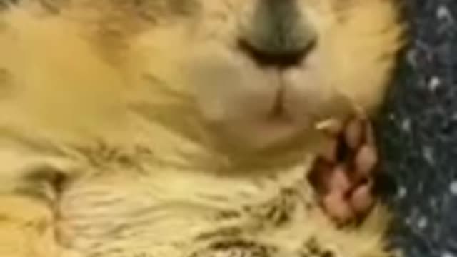 Funny Rabbits cat dog animals videos