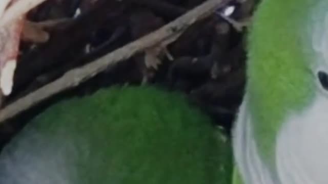 lovely parrot pair inside nest resting