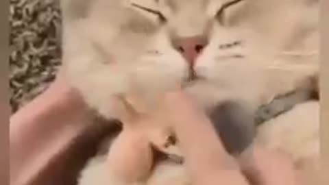 Cat 🐈 funny video 😸