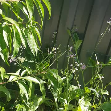 Batterfly In My Garden 2