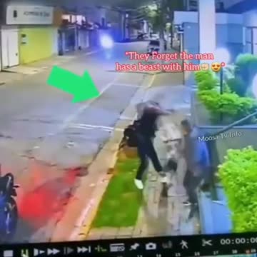 DOG TO THE RESCUE#dog #dogshorts #animals #saves