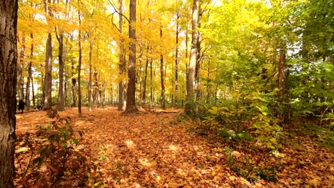 Natural forest beautiful video