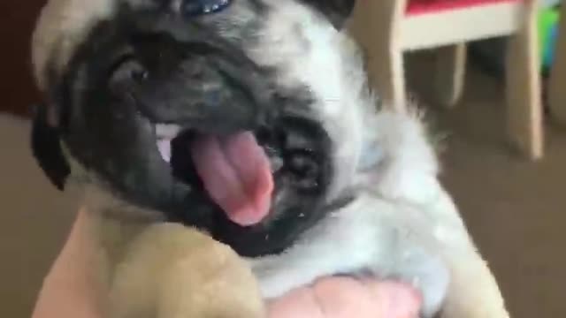 Have you ever seen a dog that didn't wake up?