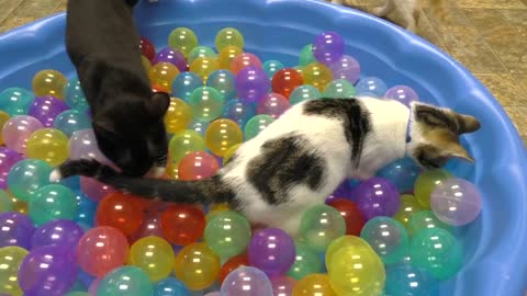 Cute Kittens Play in Ball Pit