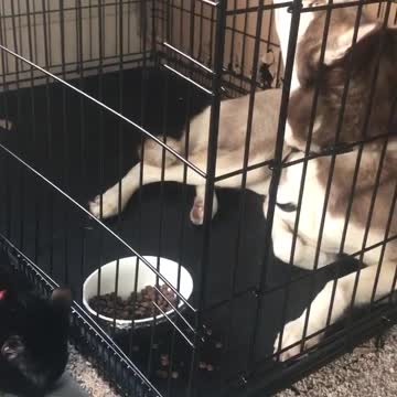 Husky es cómplice en el robo perpetrado por un gato