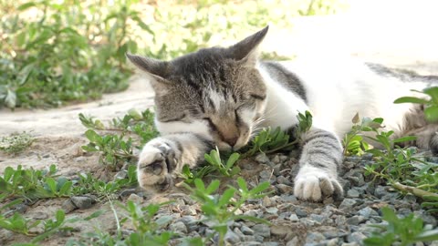 Funny Animal