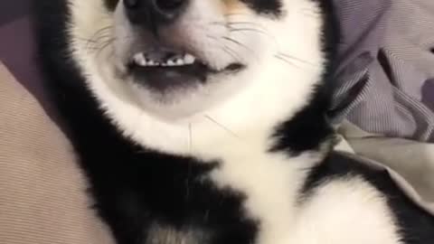 Cute Is Not Enough 😍 Funny Cats and Dogs Videos Compilation #14