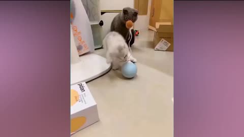 Funny Cat Video2021