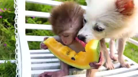 Monkey baby bon bon eat yellow watermelon with puppy and swim with the koi fish in the pool