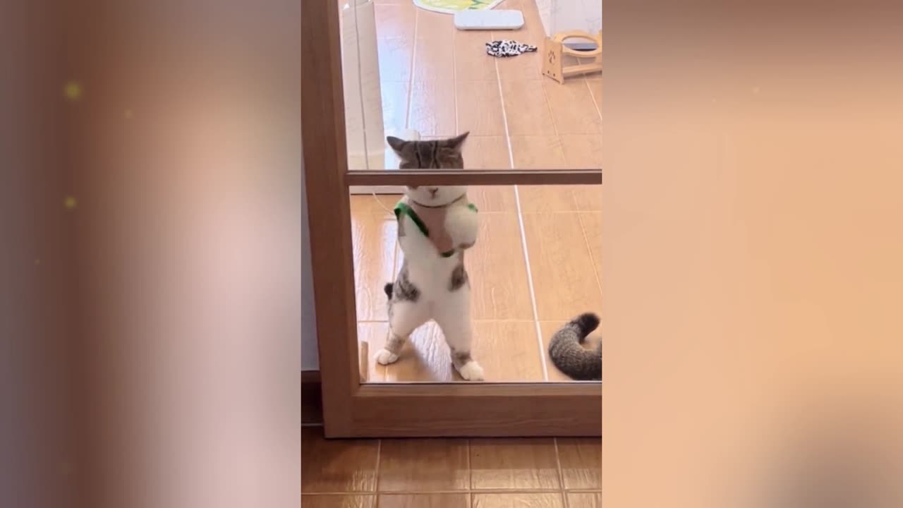 A cute cat is cleaning glass