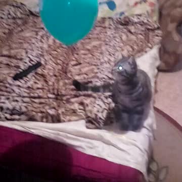 cat stabbed a balloon!