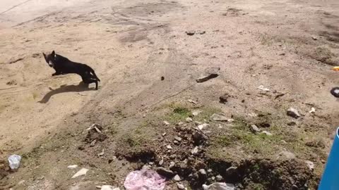 Woow Nice prank! Fake tiger prank dog run funny action