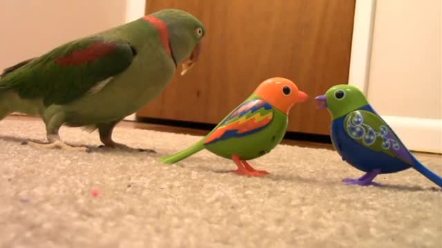 Enjoy the Funny Parrot Fighting