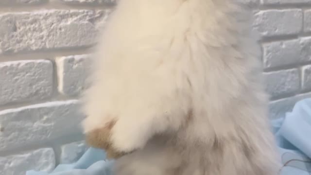 Habits of Rabbits