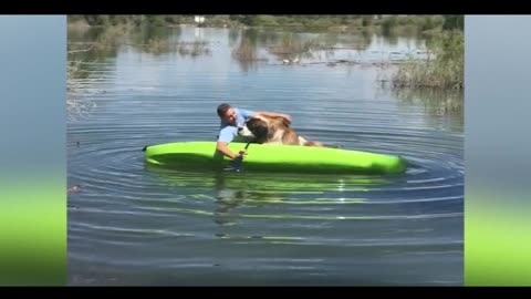 Big dog flips boat - funny dog video - Saint Bernard