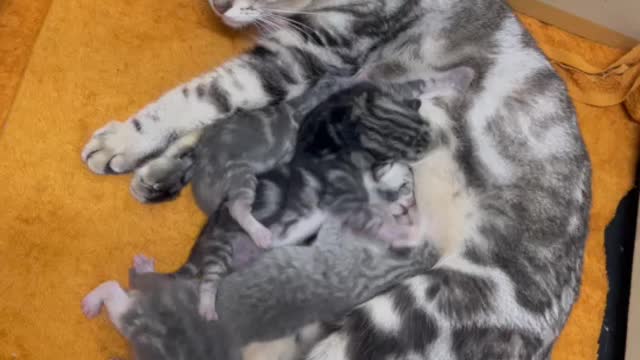 Cats Video Compilation Cute Moment |Cat mom with her babies | Funny Cat Shorts Videos 😀