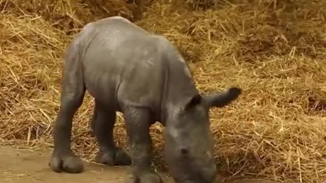 ADORABLE Footage of BABY Adam Kinzinger!