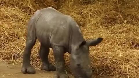 ADORABLE Footage of BABY Adam Kinzinger!