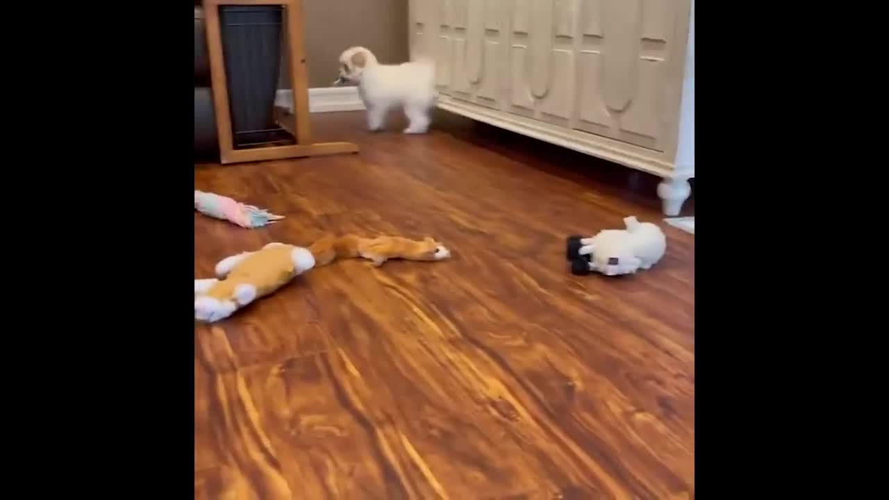 Cute and Funny Cat and Dog