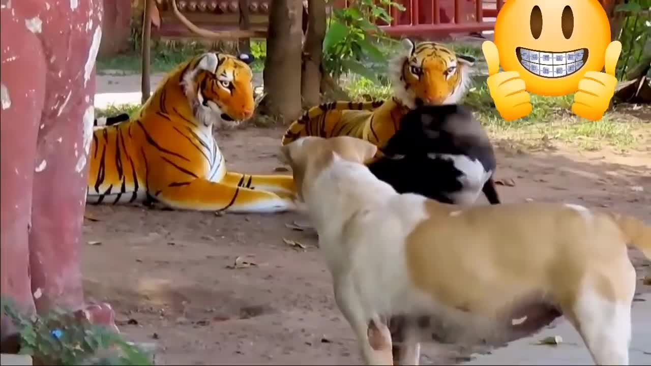 Funny video that will cheer up your day