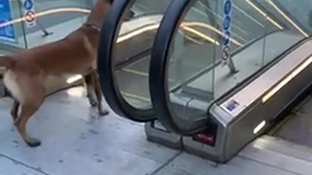 Dog is afraid of the escalator