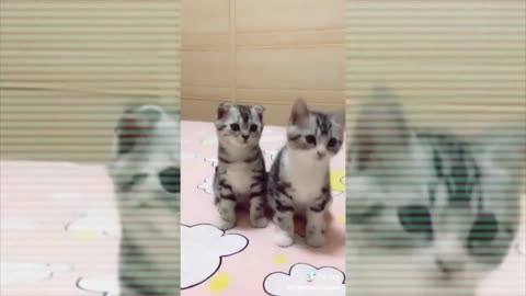 Funny Kittens Nodding To Music