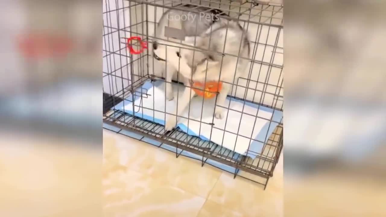 Dog and cat best funny video