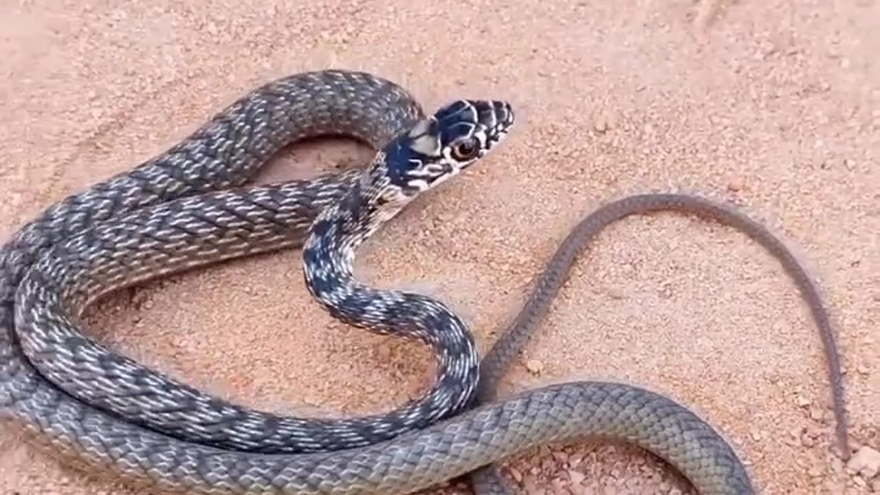 Snake