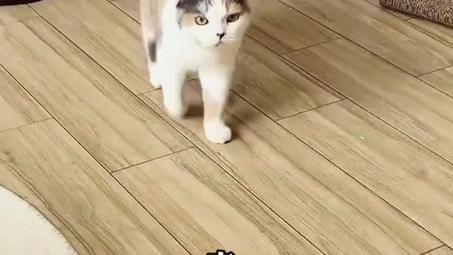 Let's see how obedient the kitten is
