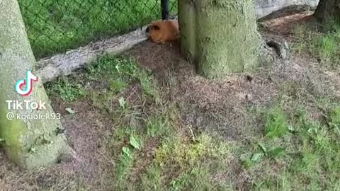 Extremely Cute Orange Guinea Pig!!