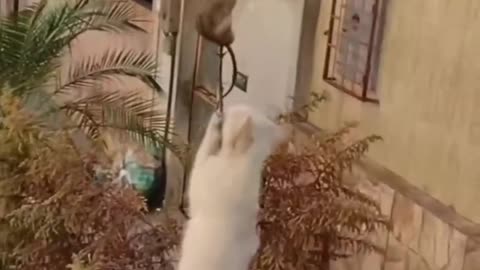 Cat funny scene