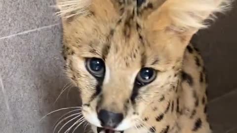 tiger- tigrillo ruge