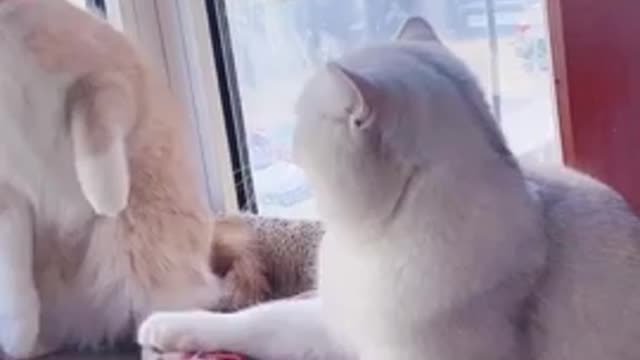 Cat fight in love