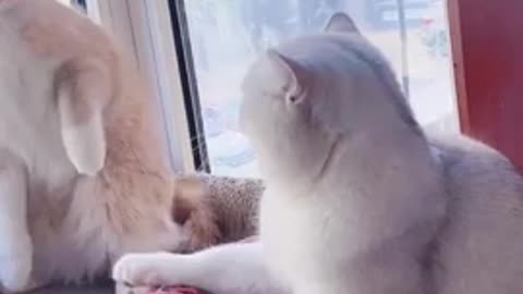 Cat fight in love