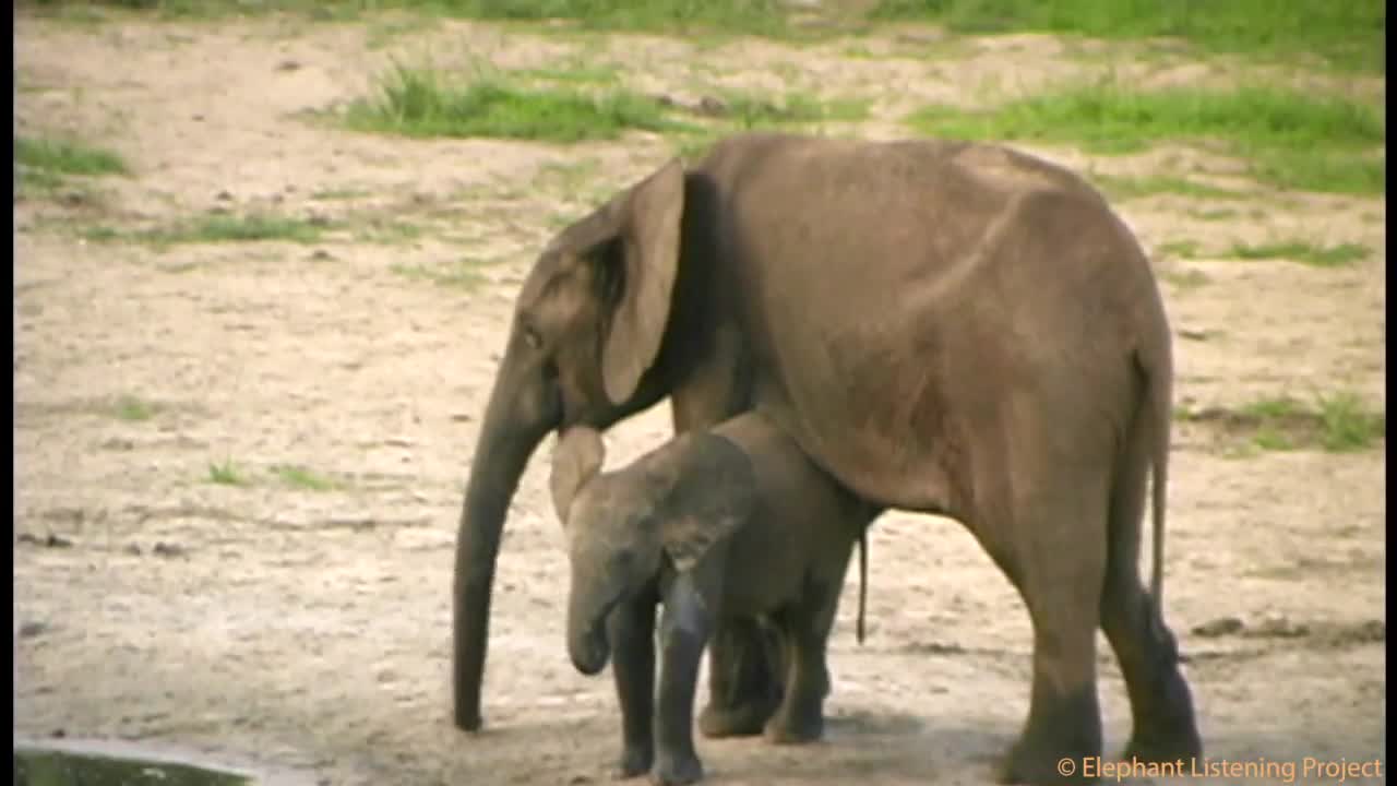 Elephant mama playing with her baby