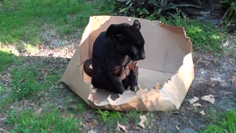 Big cats like boxes