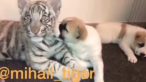 tiger and dog playing