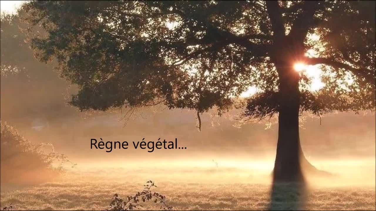 8989 001 JÉSUS ET LA THÉORIE DE L’ÉVOLUTION… (fausse théorie)