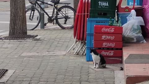 Two cats on the street