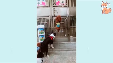 You will laugh at all the DOGS / Funny DOG Video 😂
