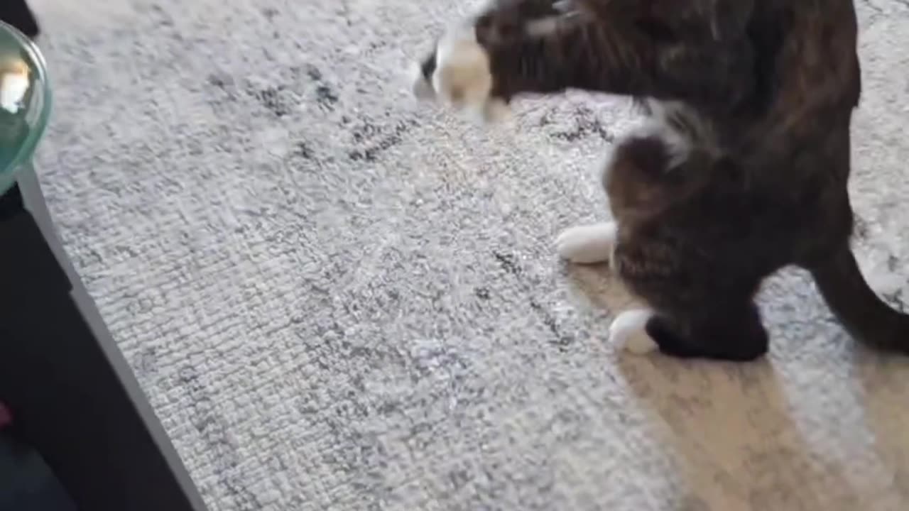 Feline Funnies Unleashed: Hilarious Cat Capers That Will Make You Purr with Laughter!"