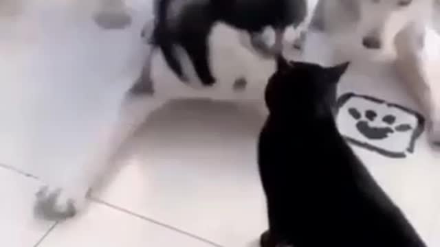 Cat fight video