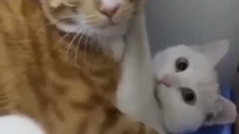 Funny cats