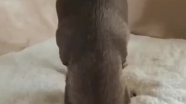 Open this thing for me 😾 _ Funniest Cats and dogs 😂🔥😂