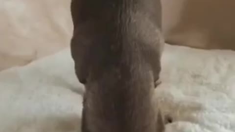 Open this thing for me 😾 _ Funniest Cats and dogs 😂🔥😂