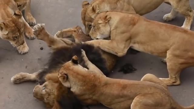 Wild Animals life