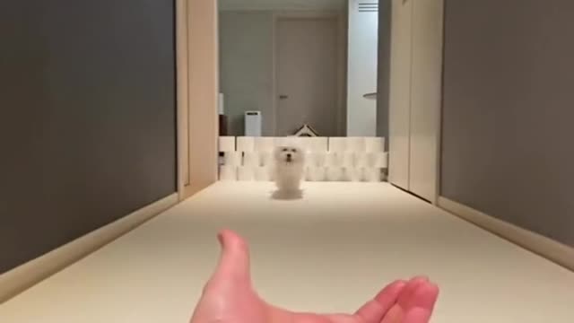 Cute puppies playing with their owners in a very cool trend